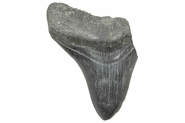Partial Megalodon Tooth - South Carolina #320718